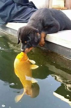 Fish Kiss